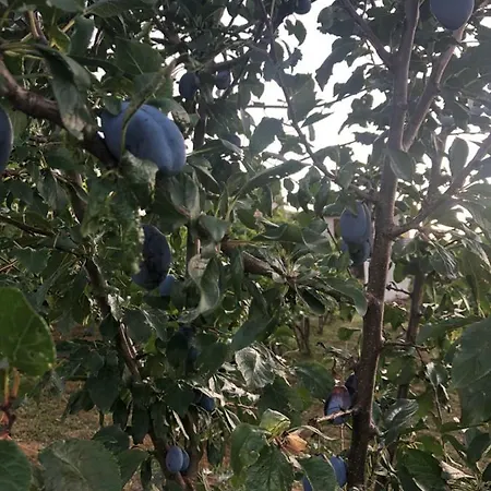 Silence - Vuk דירה