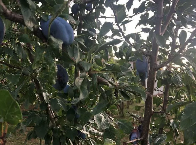 Silence - Vuk Appartement