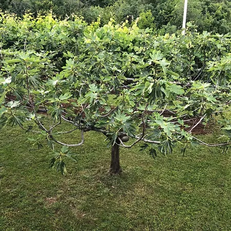 Silence - Vuk 公寓