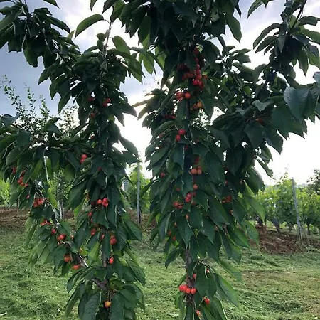 Apartament Silence - Vuk *